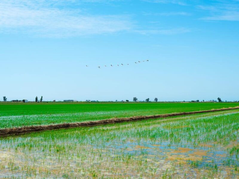 barcelona-tuna-baths-in-the-ebro-delta-route-and-olive-tree-tour