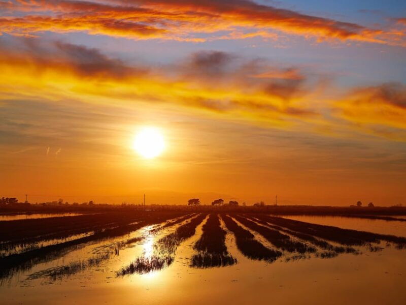 barcelona-tuna-baths-in-the-ebro-delta-route-and-olive-tree-tour