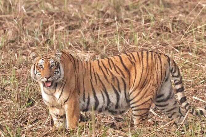 Bardia Tiger Tracking Tour 5 Nights 6 Days Full Package - A Complete Breakdown of the Tour Experience