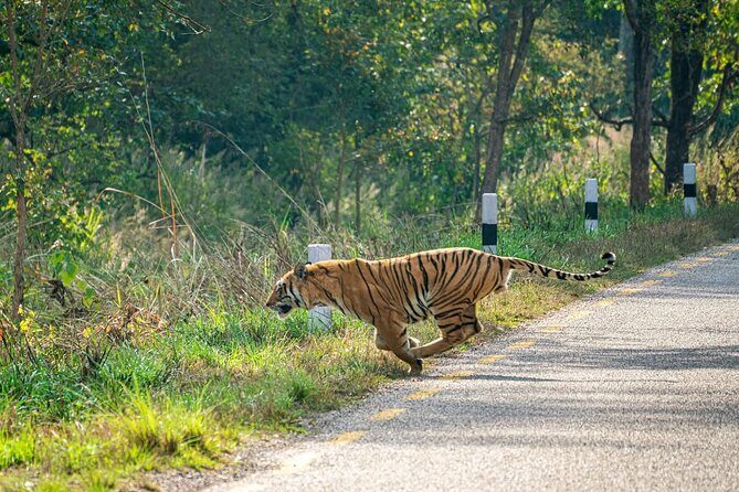 Bardia Tiger Tracking Tour 5 Nights 6 Days Full Package - Final Thoughts