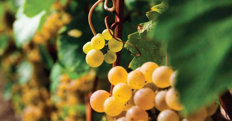 bardolino-wine-and-food-tasting-on-lake-garda-hills