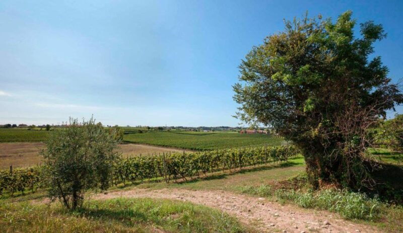 bardolino-wine-and-food-tasting-on-lake-garda-hills