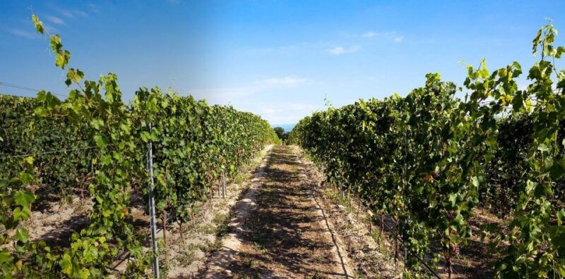 bardolino-wine-and-food-tasting-on-lake-garda-hills