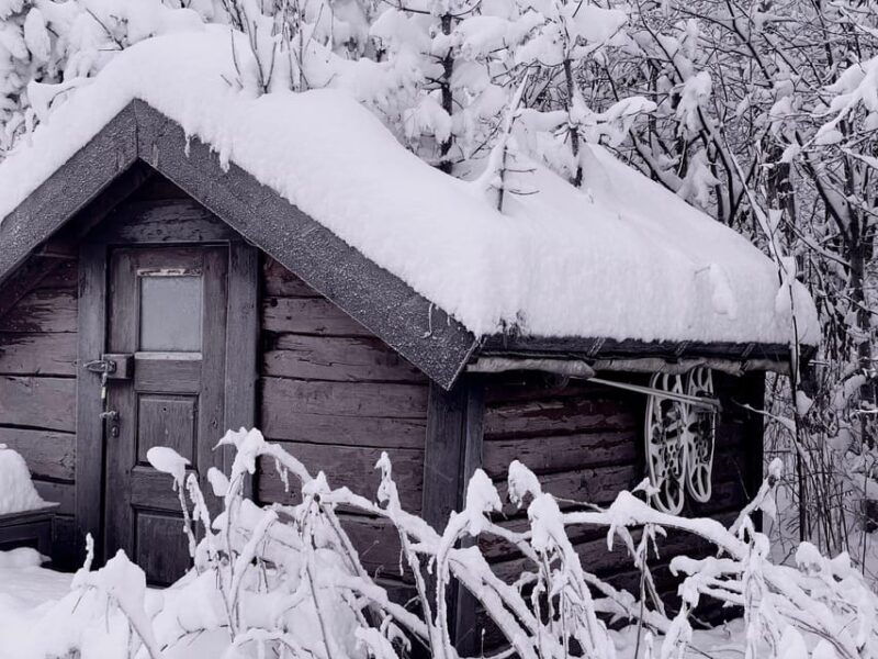 bardufoss-wild-moose-safari-with-lunch