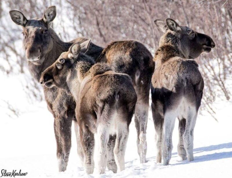 bardufoss-wild-moose-safari-with-lunch