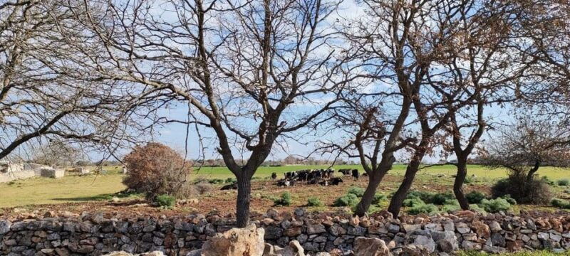 bari-e-bike-tour-through-vineyards-wine-tasting-in-puglia