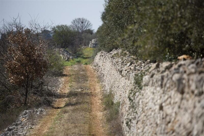 bari-e-bike-tour-through-vineyards-wine-tasting-in-puglia