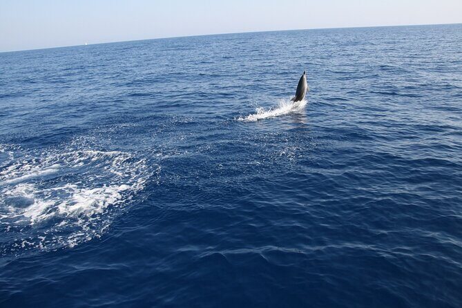 Bari sailing cruise in search of dolphins - Itinerary Breakdown: What to Expect