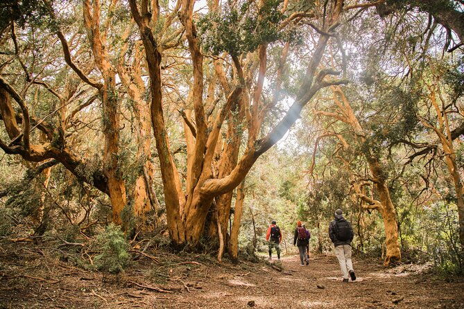 bariloche-boat-trip-to-victoria-island-and-the-arrayanes-forest