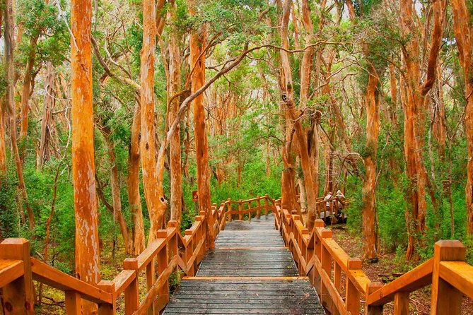 bariloche-victoria-island-and-arrayanes-forest