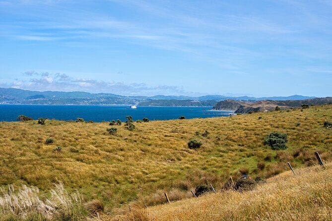 Baring Head Lighthouse Wainuiomata - An In-Depth Look at the Tour Experience