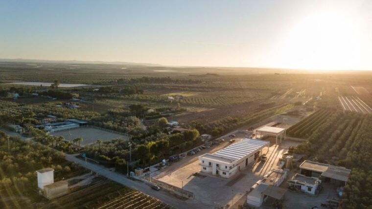 barletta-andria-trani-oil-mill-tour-and-oil-tasting