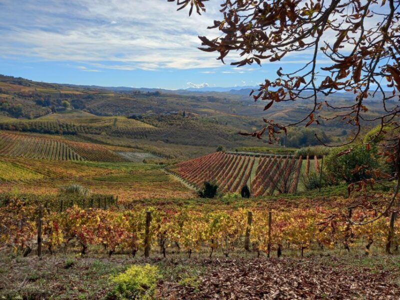 barolo-langhe-wine-tour