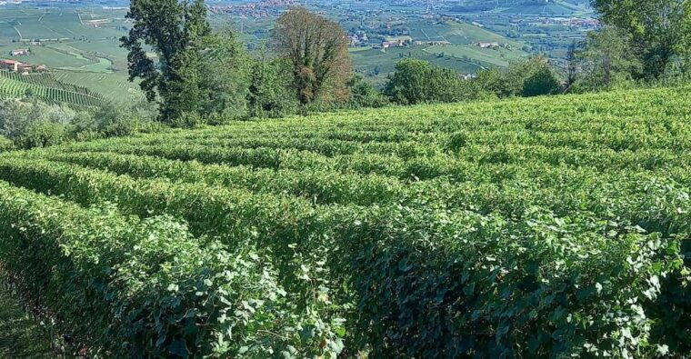 barolo-langhe-wine-tour