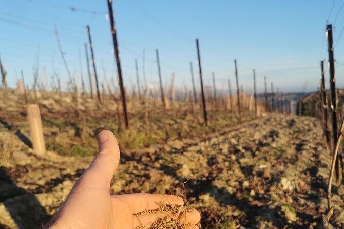 barolobarbaresco-wine-tour-with-a-local-winemaker-from-alba-2