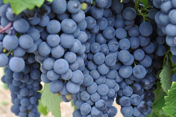 Barossa and Hahndorf Wine Tasting and Sightseeing Tour - Who Is This Tour Best For?