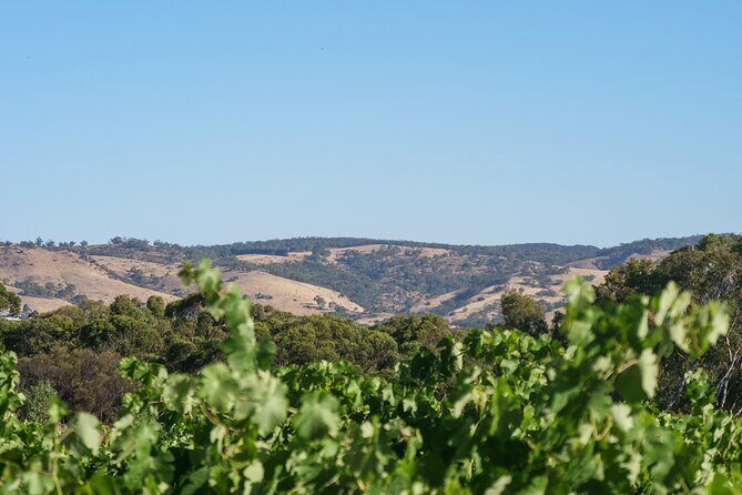 Barossa Bespoke Tours-A private, wine tour to the Barossa Valley - Analyzing the Value