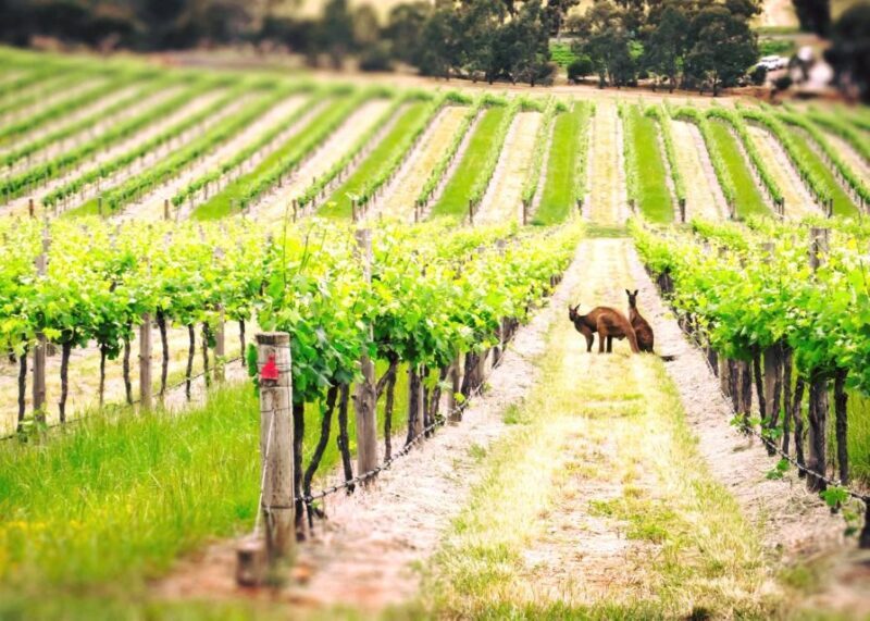 Barossa Valley: Two Hands 1.5-Hour Vineyard Tour - An In-Depth Look at the Experience