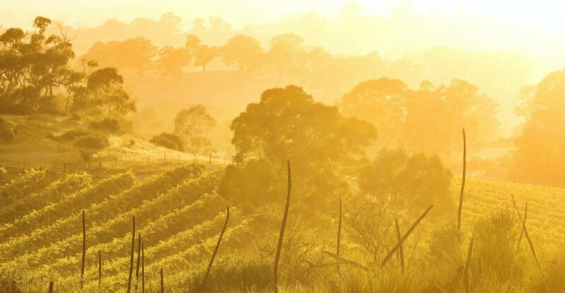 Barossa Valley: Two Hands Flagship Vineyard Experience - Authentic Experience & Considerations