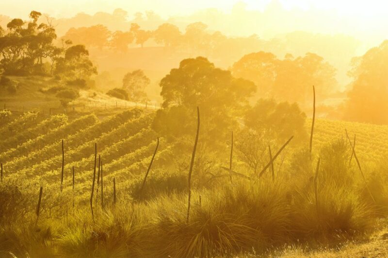 Barossa Valley: Two Hands Flagship Vineyard Experience - Final Thoughts