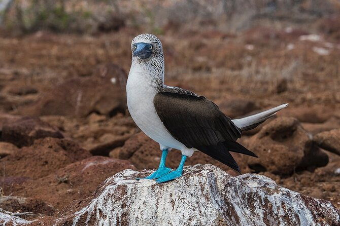 bartolome-island-on-board-of-sea-lion-yacht