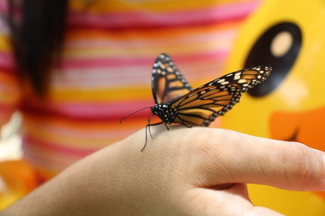 barton-creek-cave-butterfly-farm