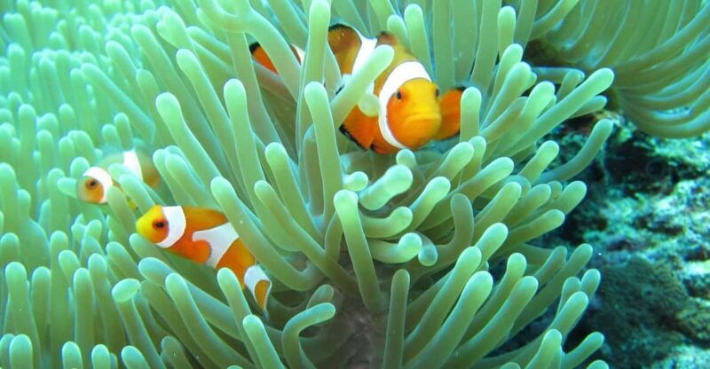 basic-fun-dive-at-menjangan-island-2