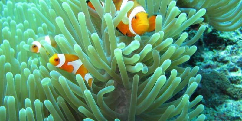 basic-fun-dive-at-menjangan-island