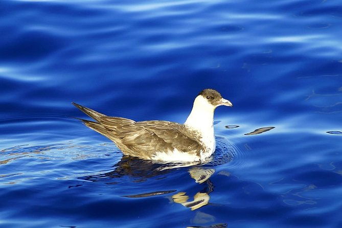 basic-tour-1-shuttle-quinta-do-lorde-to-cais-do-sardinha-one-way