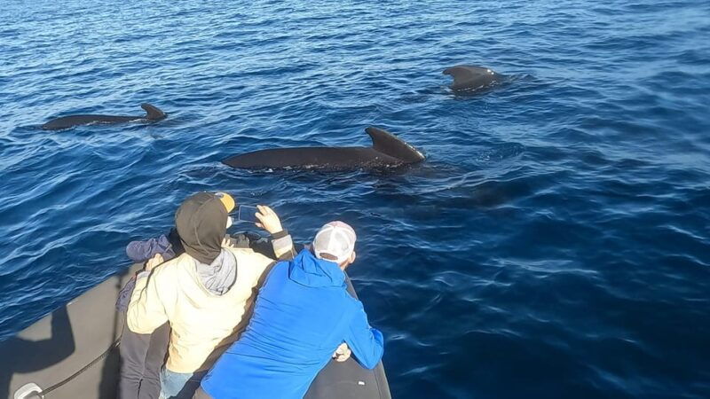 basque-country-dolphin-watching-boat-trip