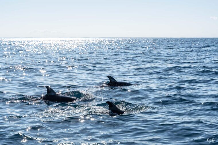 basque-country-dolphin-watching-boat-trip