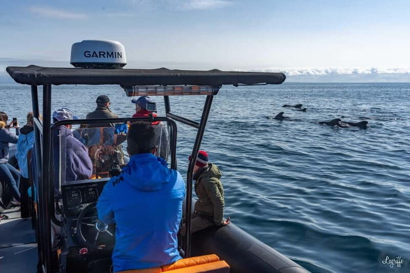 Basque Country : Whale and Dolphin Watching Boat Tours - An In-Depth Look at What You Can Expect