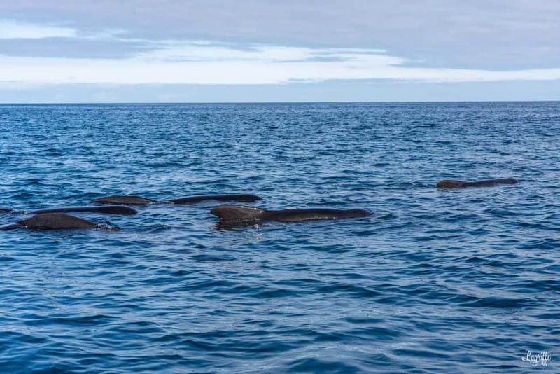 Basque Country : Whale and Dolphin Watching Boat Tours - Authentic Insights from Past Travelers