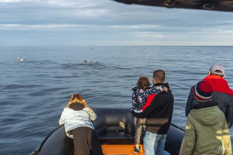 Basque Country : Whale and Dolphin Watching Boat Tours - Who Should Consider This Tour?