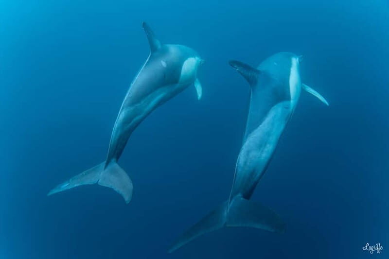 Basque Country : Whale and Dolphin Watching Boat Tours - Final Thoughts: Is It Worth It?