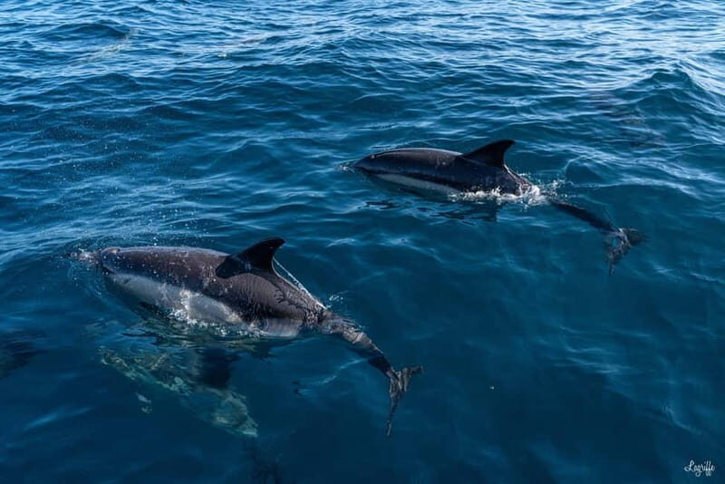 Basque Country : Whale and Dolphin Watching Boat Tours - FAQ
