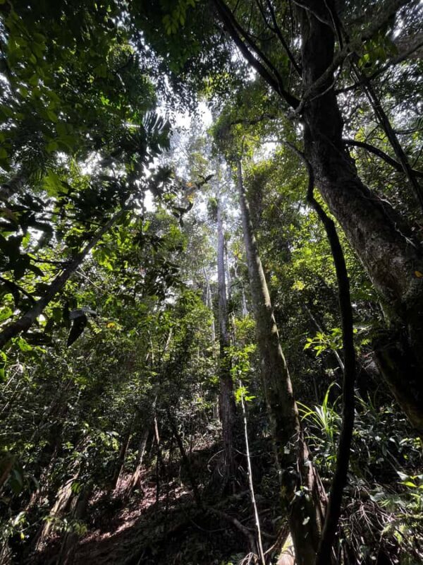 Bat Watching & Cinnamon experience -Koggala - Key Points