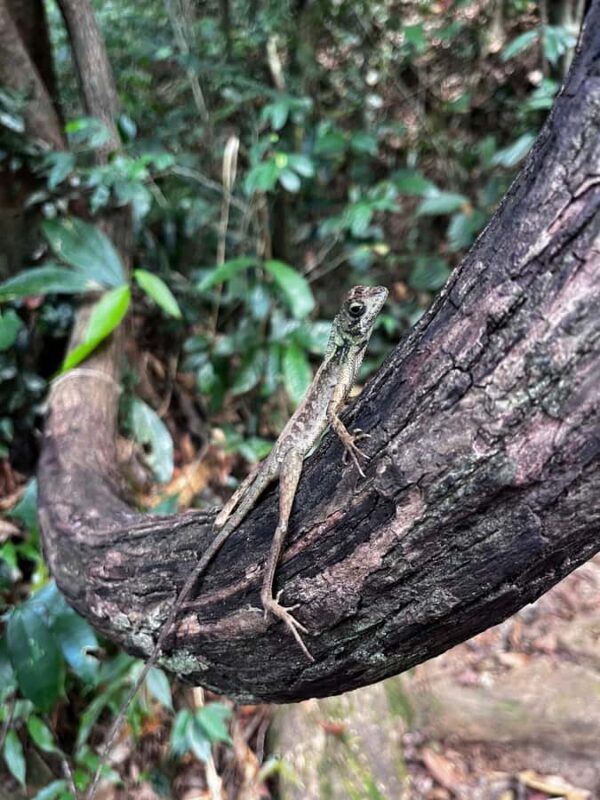 Bat Watching & Cinnamon experience -Koggala - FAQs