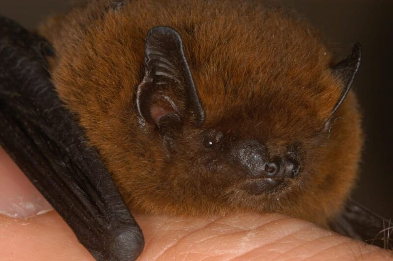 bat-watching-madeira