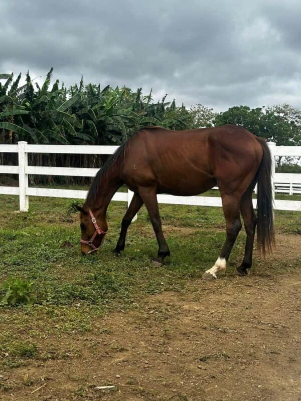 Batangas: Countryside Private Horseback Ride with Cafe Stop - An Authentic, Gentle Horseback Experience in Batangas