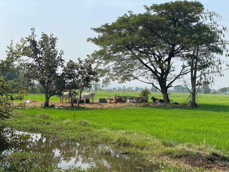 battambang-bamboo-train-bat-cave-and-killing-cave-tour