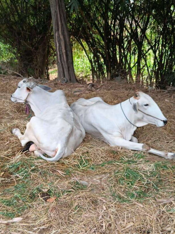 battambang-one-day-half-tour