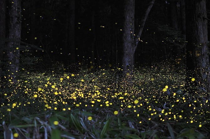 Batu Cave Tour and Kuala Lumpur City Exploration Tour ( 2 in 1 ) - Who Will Love This Tour?