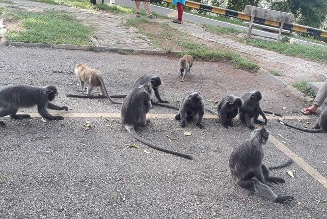 Batu Caves and Fireflies Trip - A Closer Look at the Itinerary