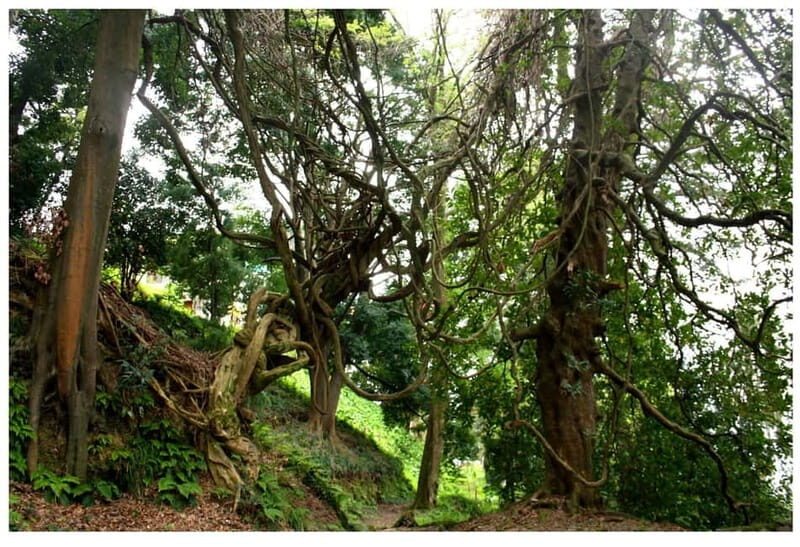 Batumi: Exploring Botanical Garden + Family Wine Tasting - What to Know Before You Go