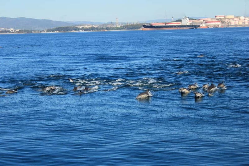 Bay of Gibraltar: Dolphin Cruise - Why Choose the Bay of Gibraltar Dolphin Cruise?