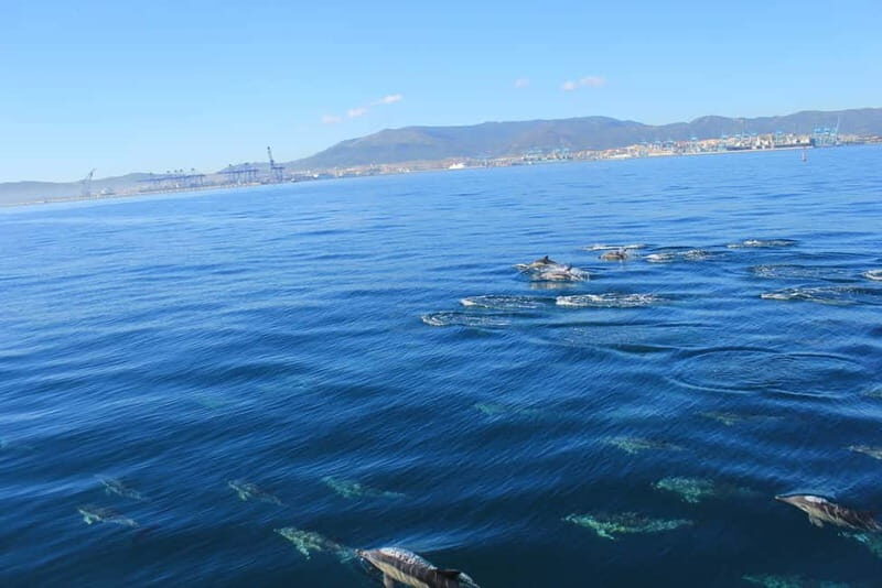 Bay of Gibraltar: Dolphin Cruise - The Sum Up