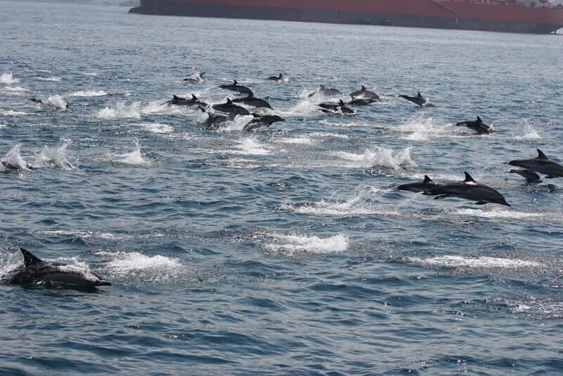 Bay of Gibraltar: Dolphin Cruise - FAQ