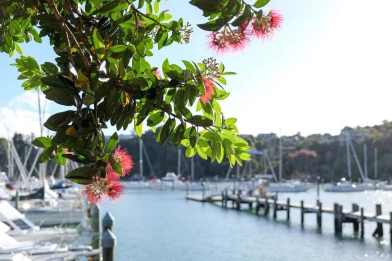 Bay of Islands: 1 Hour Scenic Bay of Islands Tour - Key Points