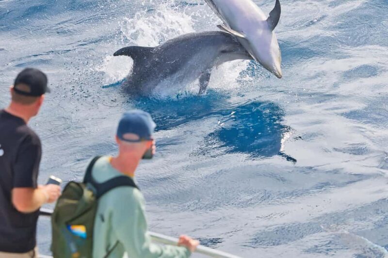 Bay of Islands: Discover the Bay Cruise with Island Lunch - Key Points